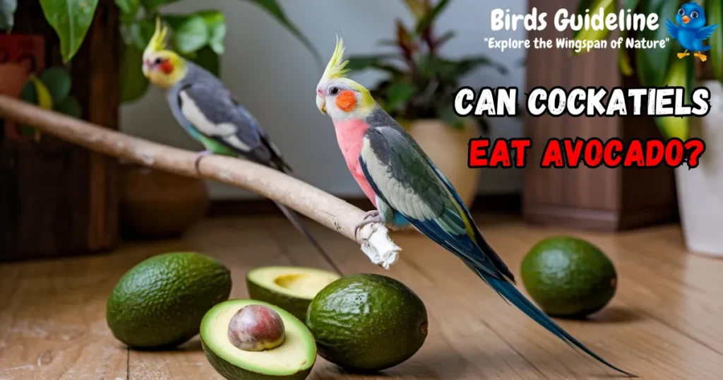 Can Cockatiels Eat Avocado