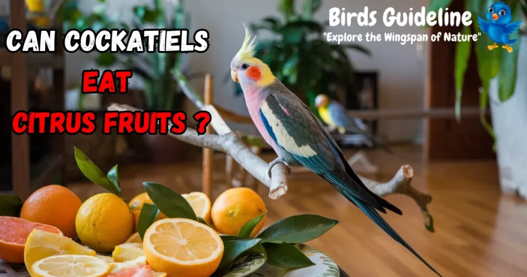 Can Cockatiels Eat Citrus Fruits