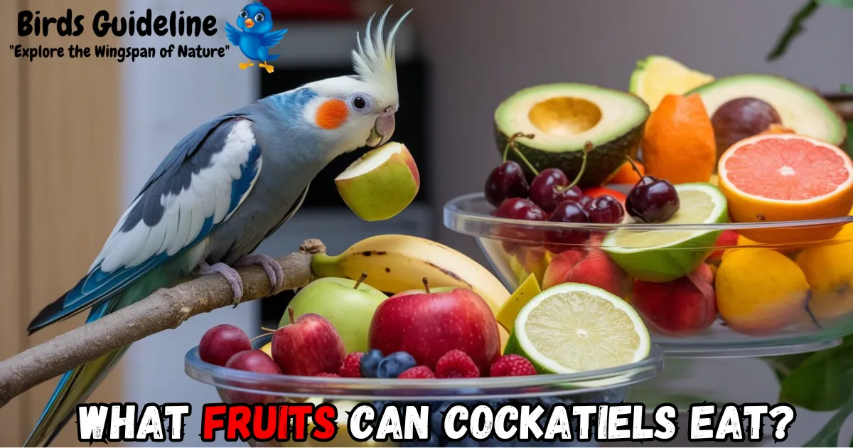 What Fruits Can Cockatiels Eat?