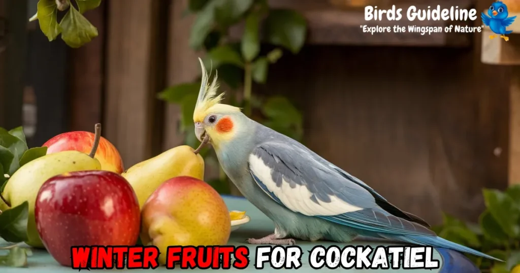 Winter Fruits for cockatiel 