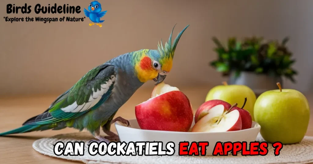 can Cockatiels eat Apples?