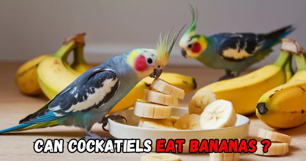 can Cockatiels eat Bananas