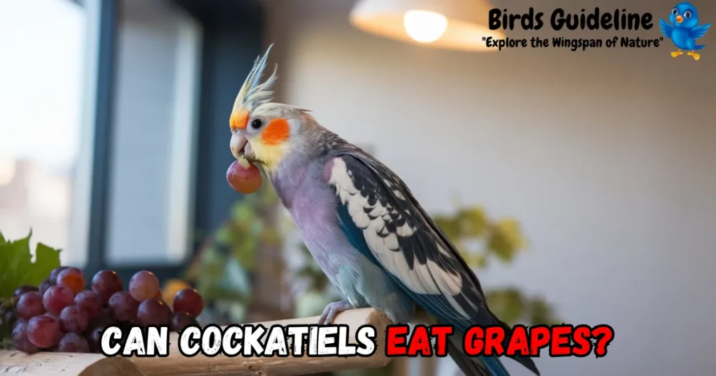 can cockatiels eat grapes