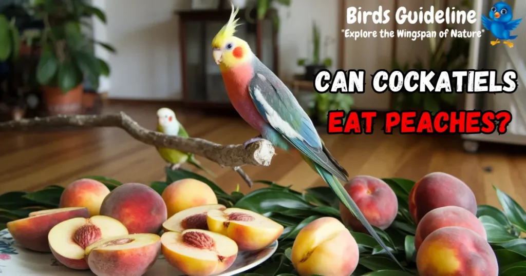 can cockatiels eat peaches?