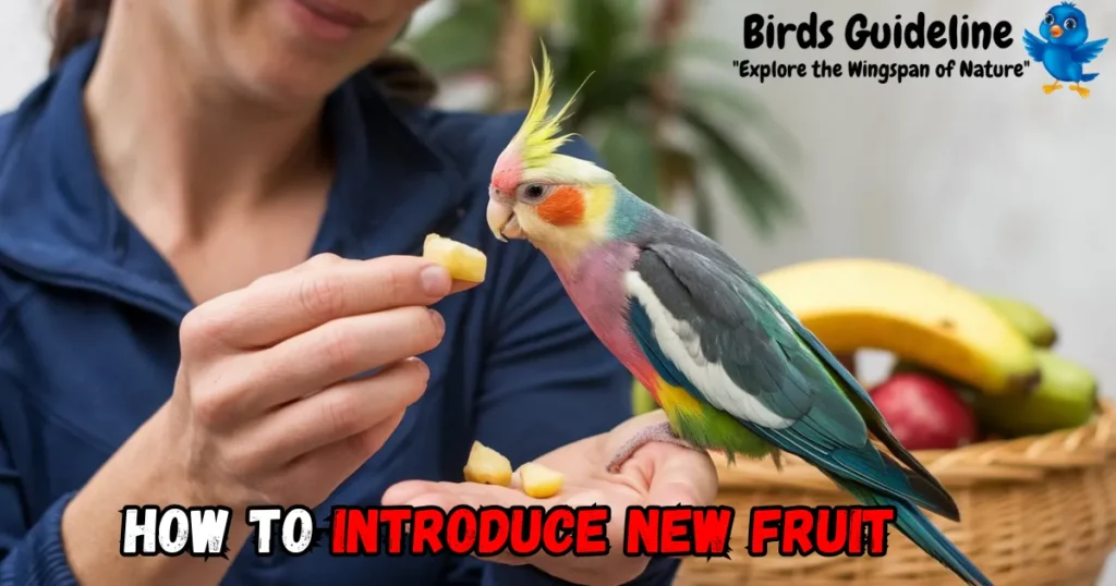 how to introduce new fruit to cockatiel